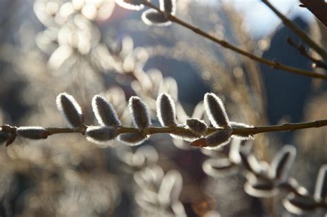 Premium Photo Pussy Willow In The Sunshine