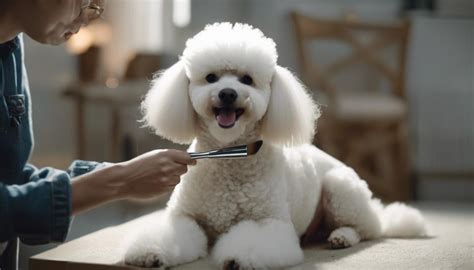 The Basics Of Poodle Coat Care Moyen Poodle