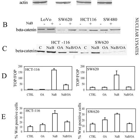 Nab Induces Wnt Transcriptional Activity In Human Crc Cells In Part