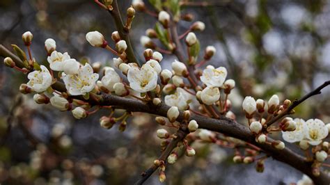 15 Flowering Trees That Are Perfect For Your Yard