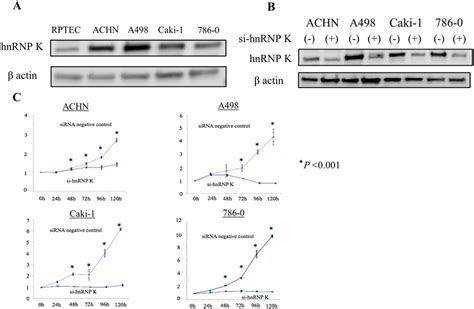 Inhibition Of Proliferation In Rcc Cells By Hnrnp K Knocking