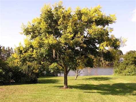 Photo Of The Entire Plant Of Golden Rain Tree Koelreuteria Elegans