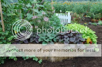 Creative Learners 2.0: Hay Bale Gardening