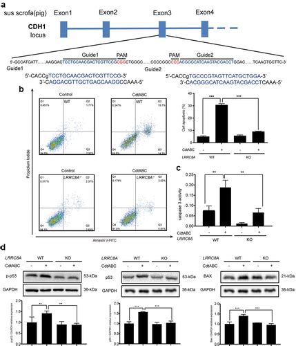 Full Article Lrrc A Promotes Glaesserella Parasuis Cytolethal