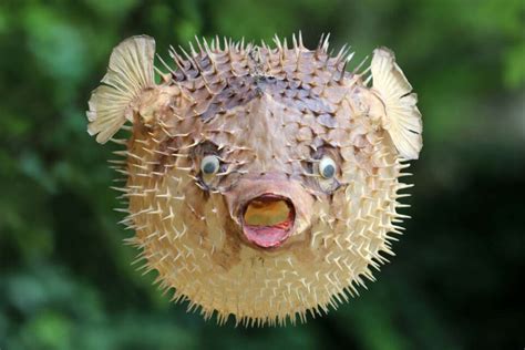 Ugly Animals: 18 Ugliest Animals You Have Ever Seen