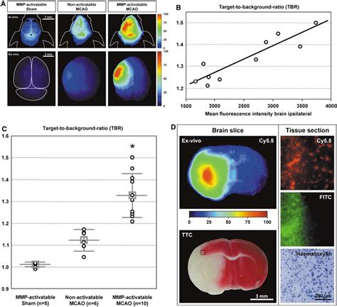 In Vivo Near Infrared Fluorescence Imaging Of Matrix Metalloproteinase