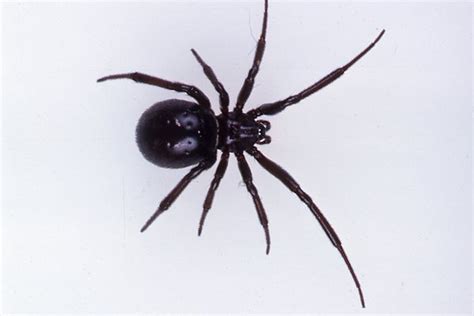 White-tail spider bite: a prospective study of 130 definite bites by ...