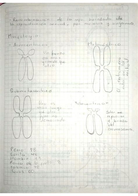 SOLUTION Apuntes Biolog A Estructura De Los Cromosomas Replicaci N