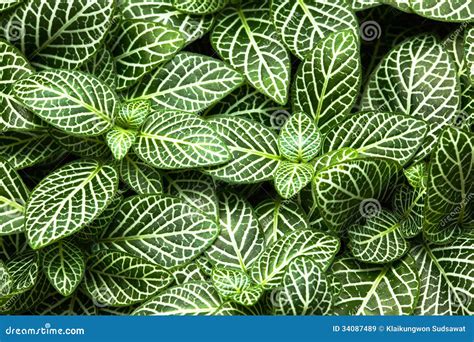 Haut Troit Ray De Plantes Ornementales De Feuille Image Stock Image