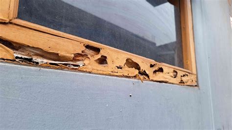 Termite Damage vs. Wood Rot: How to Tell the Difference