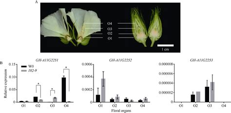 棉花花器官突变体的鉴定及候选基因的克隆