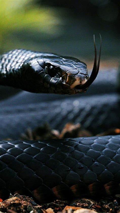 Black Mamba Snake Wallpaper