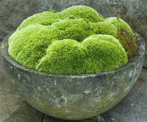 15 Great Moss Gardening Ideas And Easy Moss Garden Guide