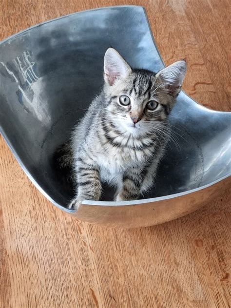 Tabby Kitten Sitting In Metal Bowl Looking Cute Stock Photo Image Of