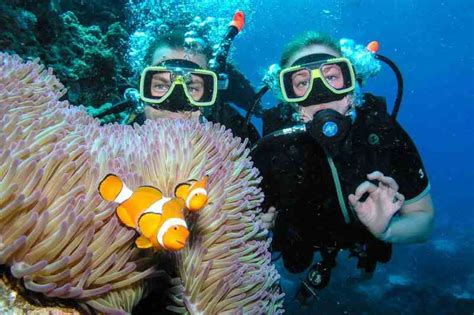 The Best Scuba Diving on the Great Barrier Reef - travelFREAK