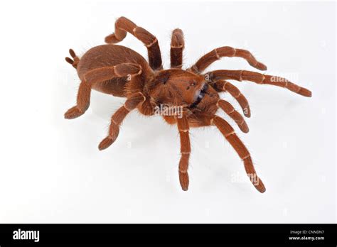 King Baboon Spider (Citharischius crawshayi) adult Stock Photo - Alamy