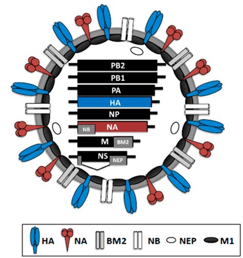 What Is The Influenza B Virus Saasaro