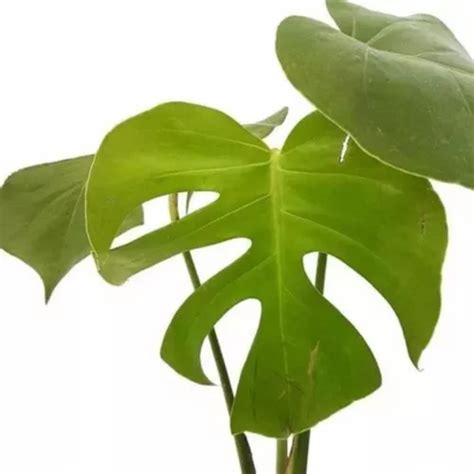 Muda Costela De Adão Monstera Deliciosa Planta Natural Tam