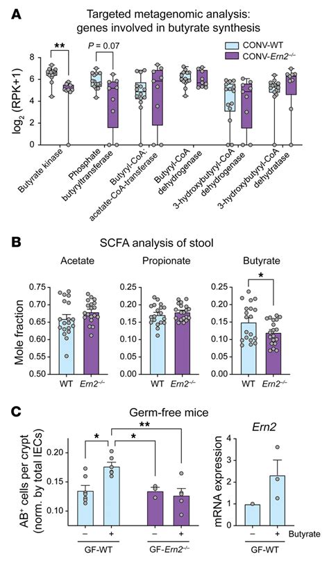 The Scfa Butyrate Links Gut Microbes With Ern2 Expression A Box