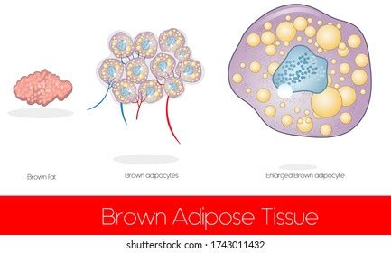 Adipocyte Stock Vectors Images Vector Art Shutterstock