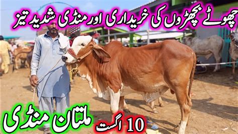 Multan Cow Mandi Fresh Latest Update Today 10 08 2024 Cholistani