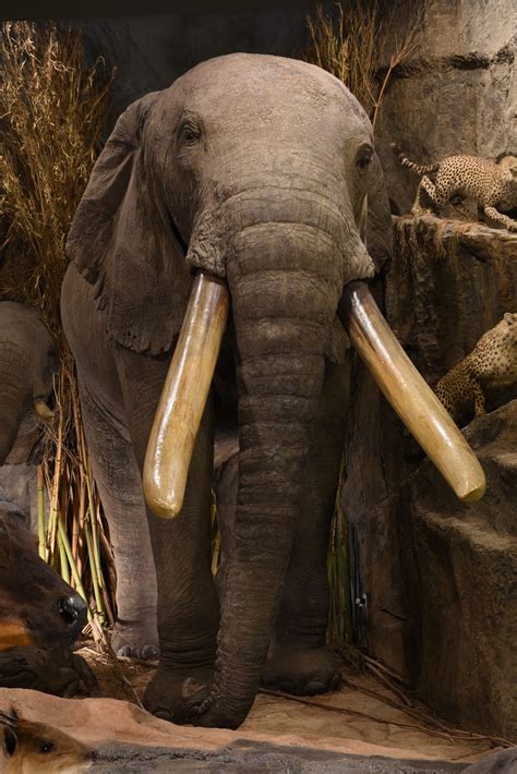 African Savannah Elephant Taxidermy Mount Powell Cotton Museum