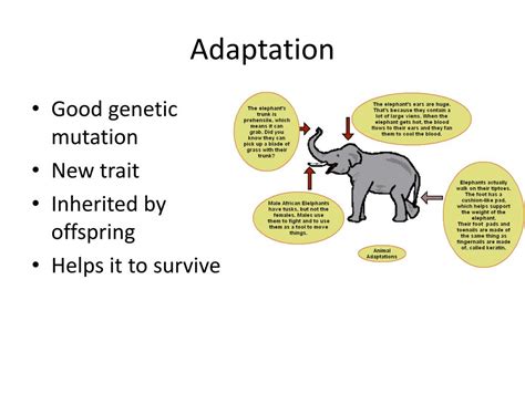 PPT 4 3 Evolution And Adaptation PowerPoint Presentation Free