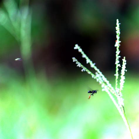 Banco De Imagens Natureza Grama Ramo Orvalho Plantar Folha Flor