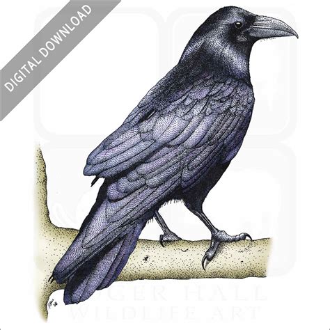 Common Raven - Stock Art Illustration - inkart