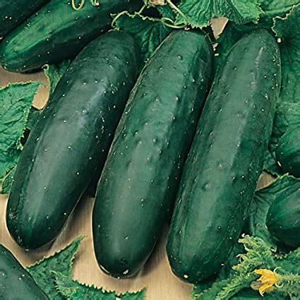 Cucumis Sativus Marketmore 76 Cucumber