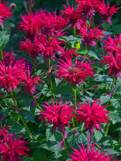 Monarda didyma ‘Jacob Kline’ | Beautiful flowers, Garden plants, Flower ...