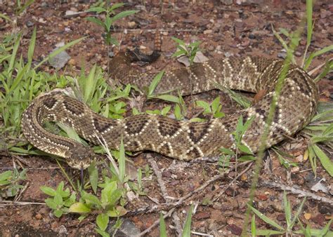 Crotalus Durissus Terrificus A Photo On Flickriver