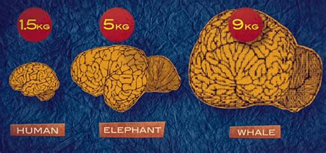 Sperm Whale Brain Compared To Human