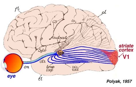 Figure 8, [Visual input to the brain...]. - Webvision - NCBI Bookshelf