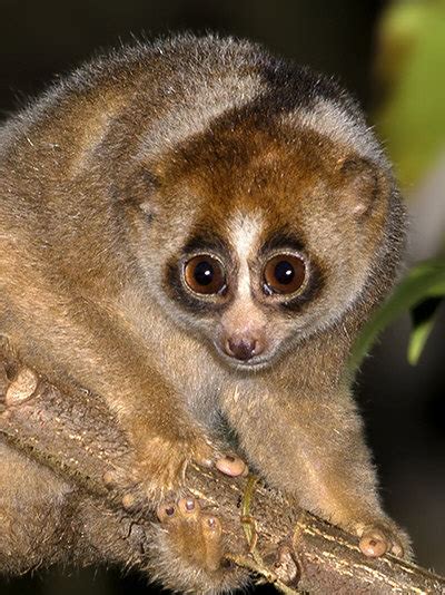 Bengal Slow Loris