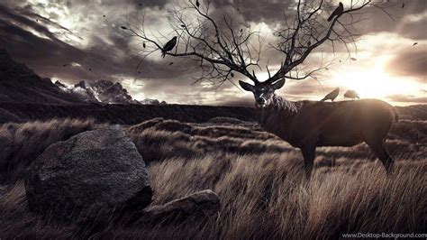 Elk Desktop Wallpapers - Top Free Elk Desktop Backgrounds - WallpaperAccess