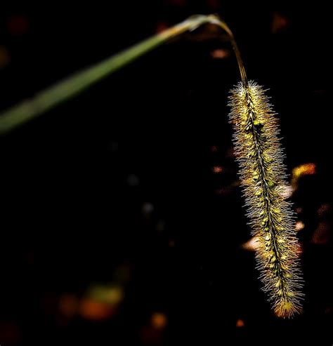 Yellow Foxtail Setaria Helvola Timmerman Flickr