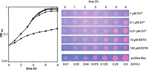 Induction of nuclease production in liquid cultures as a function of ... 