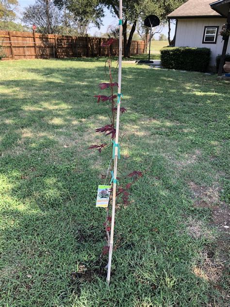 Japanese Red Leaf Maple tree | Lawn Care Forum