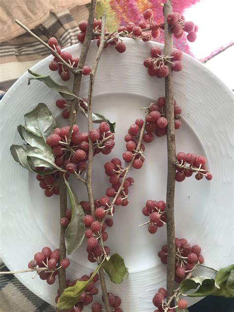 Hello. My neighbour gave this to me. Tastes like sweety grape with