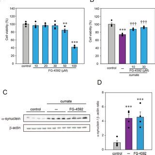 Effect Of Fg On Cell Viability And Syn Protein Levels In