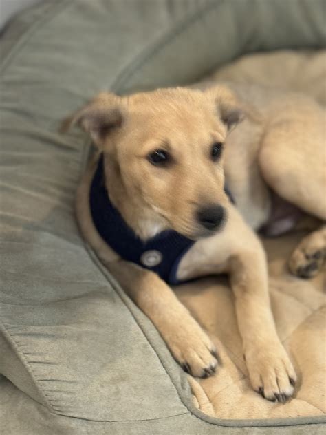 petfinder quincy il 3