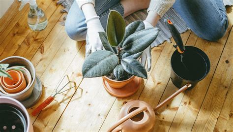 Tips Para Cuidar Tus Plantas Como Experto Moi