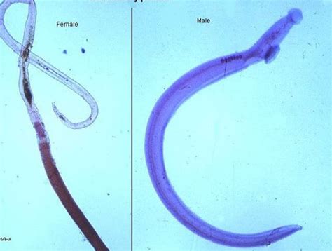 Biol Schistosomes Flashcards Quizlet