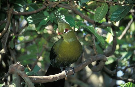 Birding Zimbabwe – Birds of Zimbabwe