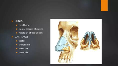 Nasal Cavity And Sphenoid Sinus Anatomy Ppt