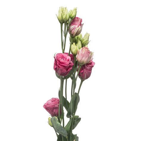 Лизиантус ду ароса ред купить оптом в Москве | Лизиантусы в «7ЦВЕТОВ»