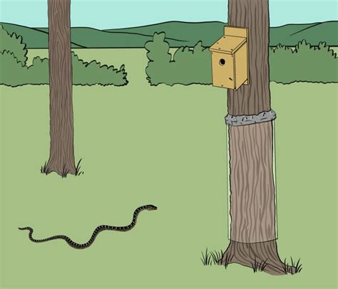 Nestwatch How To Protect Tree Mounted Nest Boxes From Snakes