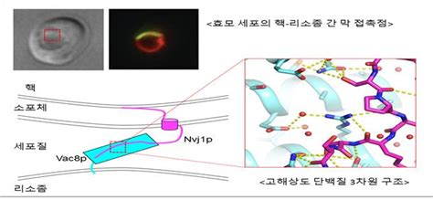 진핵세포 물질 이동 새로운 경로·구조 규명