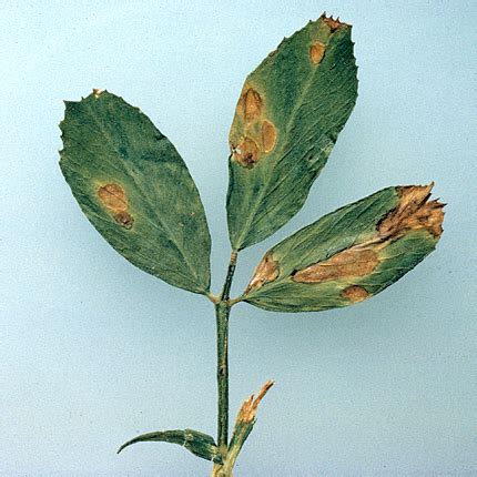 Bacterial Leaf Spot Alfalfa Plantsdb